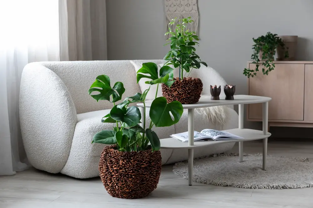 Grønne planter fra Mester Grønn