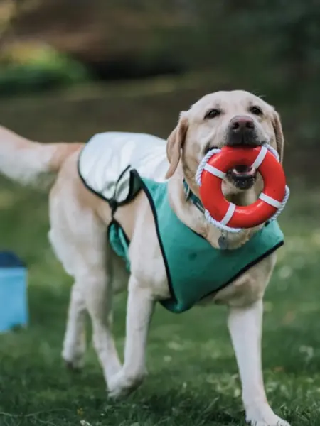 Hund med liten redningsbøyle