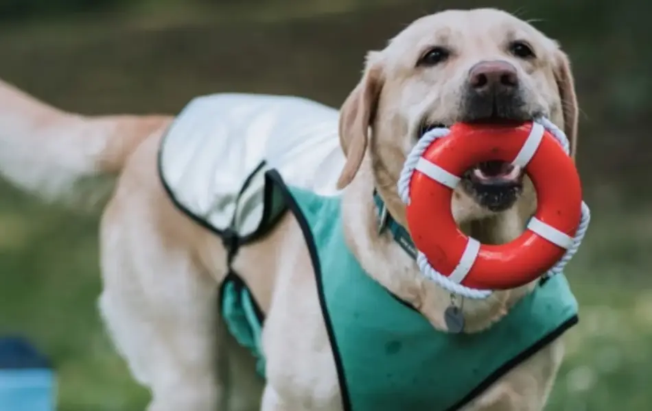 Hund med liten redningsbøyle
