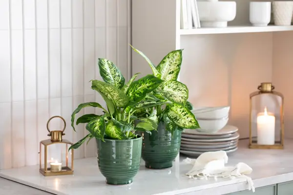 Plante fra Mester Grønn