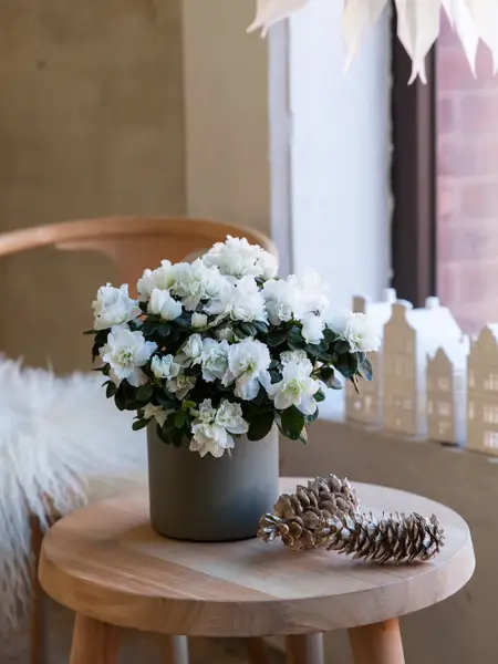 Mester Grønn advent