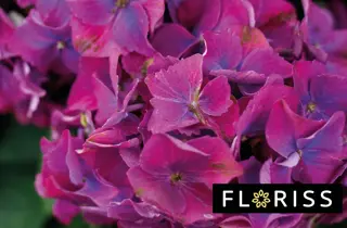 Nærbilde av en rosa og lilla hortensia.