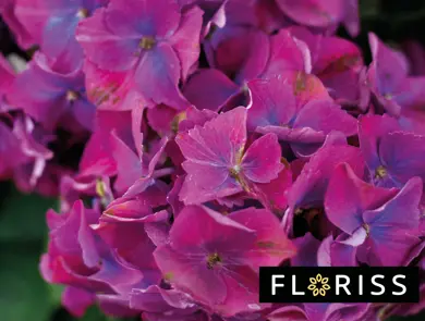 Nærbilde av en rosa og lilla hortensia.