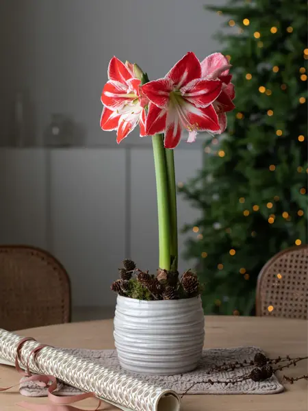 Amaryllis i krokke