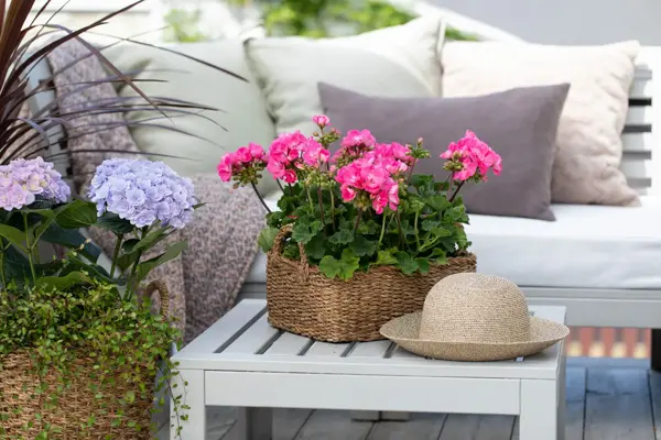 Rosa blomster som står i skyggen