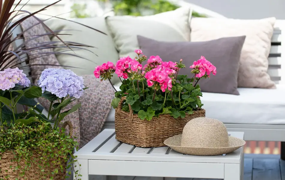 Rosa blomster som står i skyggen