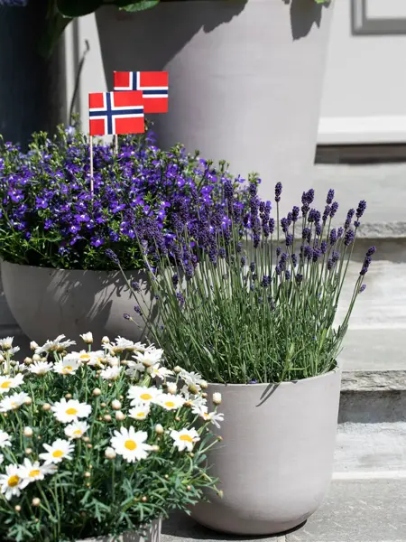 Blomster fra Mester Grønn