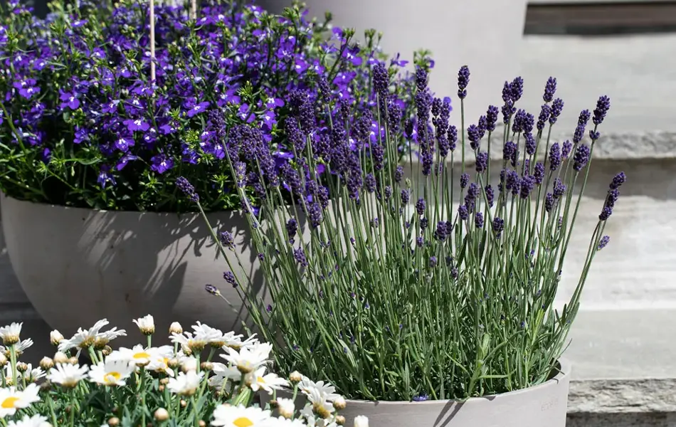 Blomster fra Mester Grønn