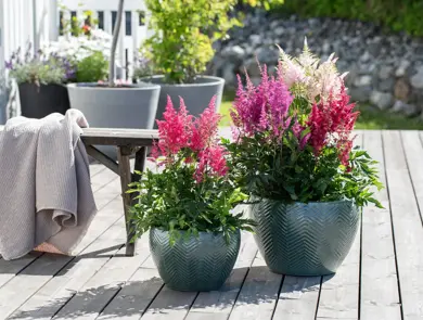 Mester Grønn_Astilbe