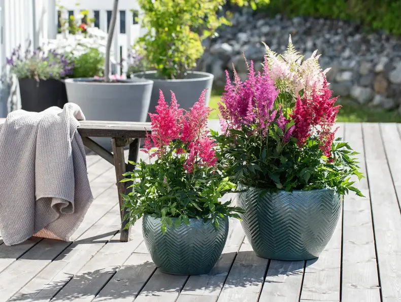 Mester Grønn_Astilbe