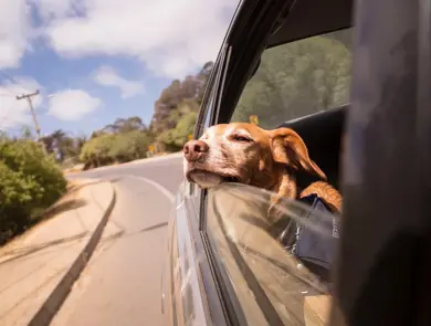 Hun som lener seg ut av vinduet på en bil
