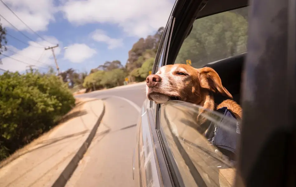Hun som lener seg ut av vinduet på en bil