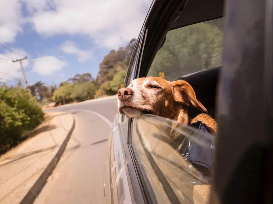 Hun som lener seg ut av vinduet på en bil