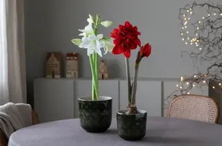 mester-gronn-amaryllis-uke47-3.2