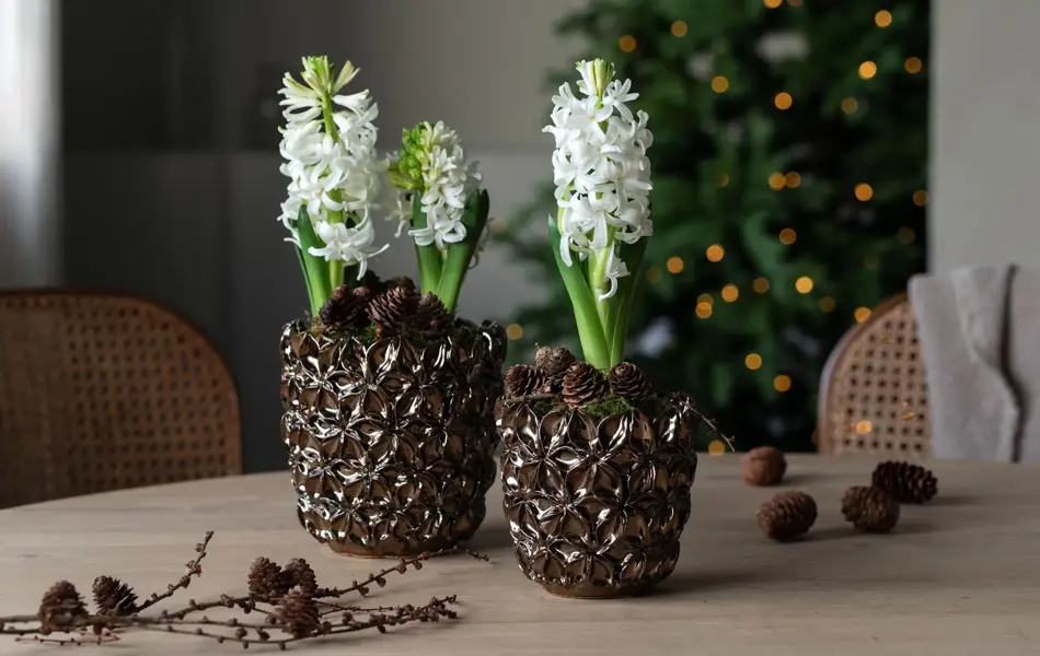 Bord med to potter med svibler