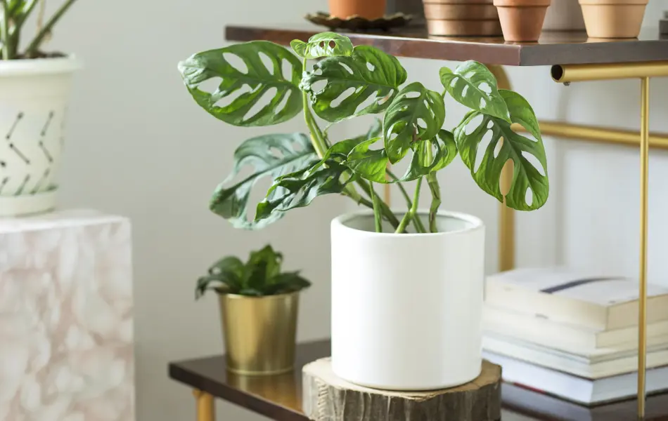 Modern composition of home garden.