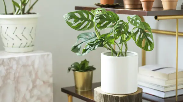 Modern composition of home garden.