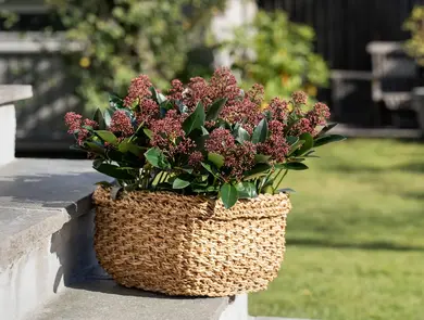 planter fra Mester Grønn