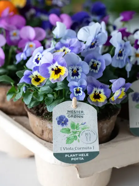 Viola fra Mester Grønn