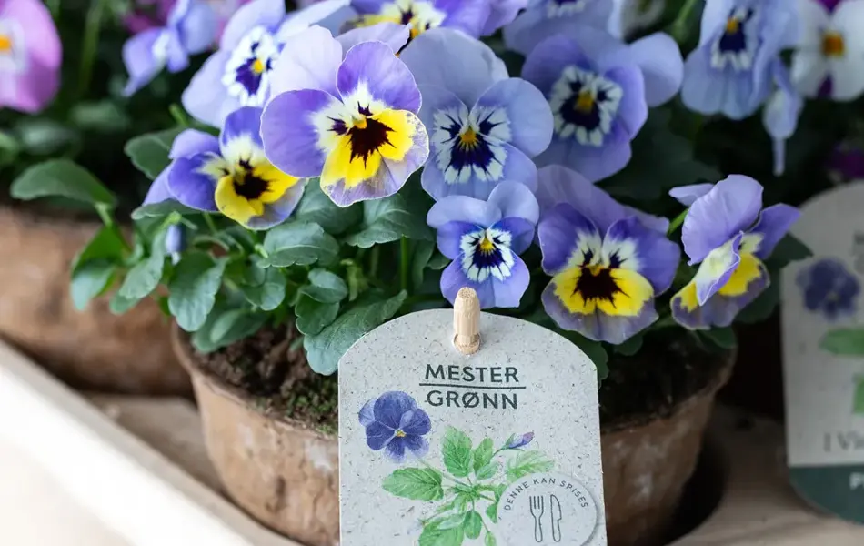 Viola fra Mester Grønn