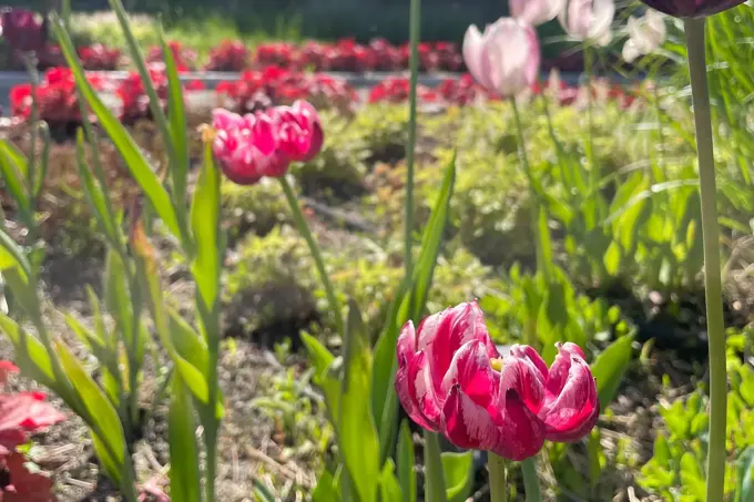 Ski Storsenter sin hage