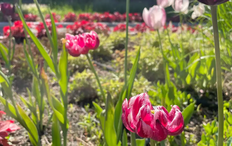 Ski Storsenter sin hage