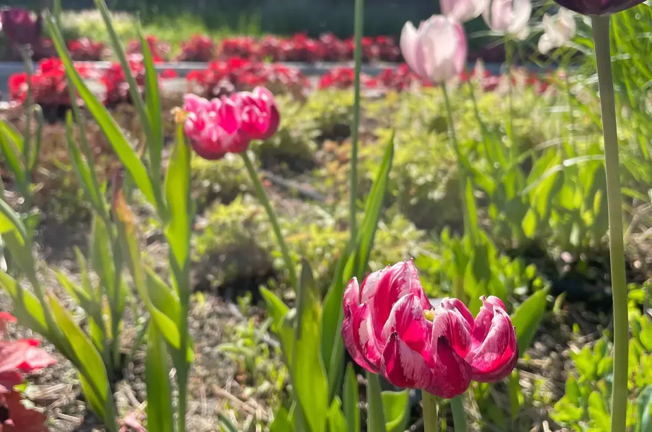 Ski Storsenter sin hage