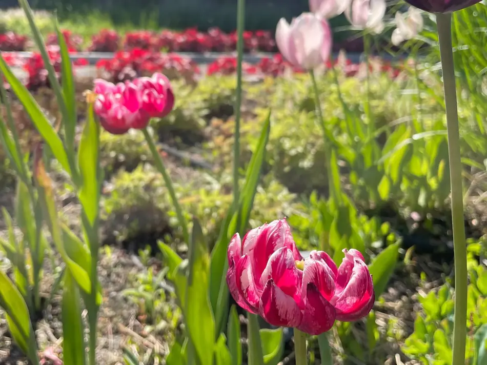 Ski Storsenter sin hage