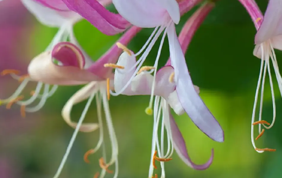 Bievennlige blomster