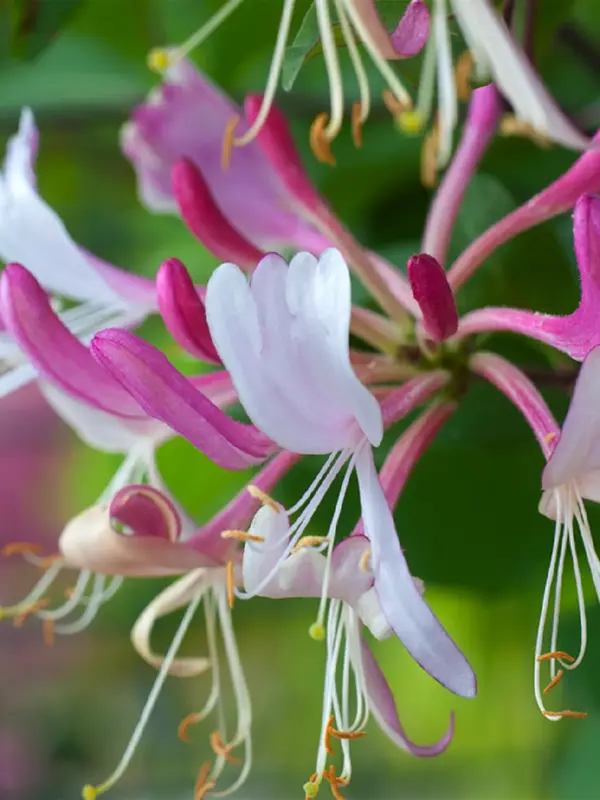 Bievennlige blomster