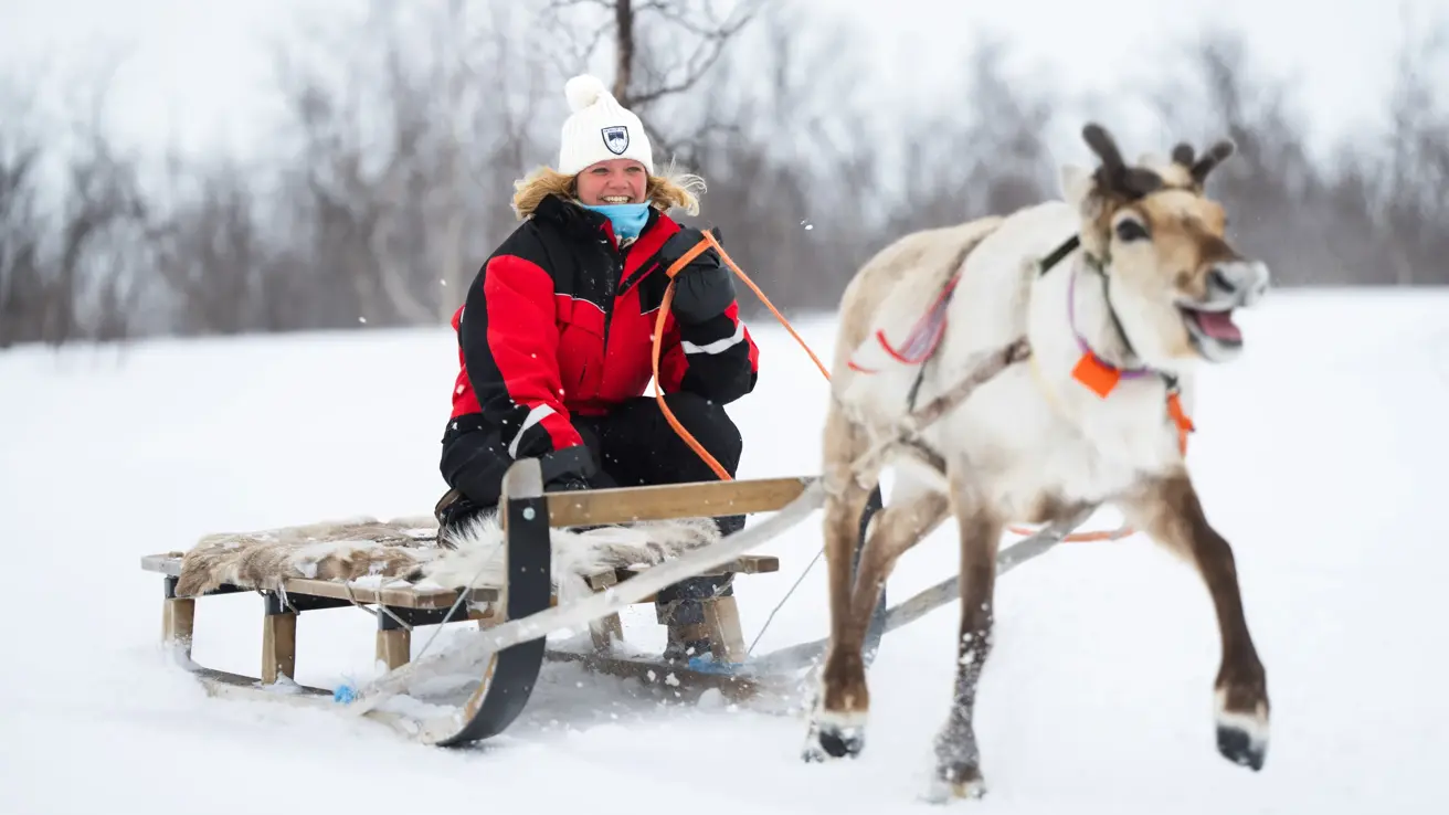 Person sitter på slede som blir dratt av løpende reinsdyr