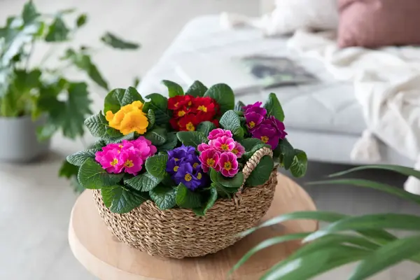 Kurv med Primula på et lite bord