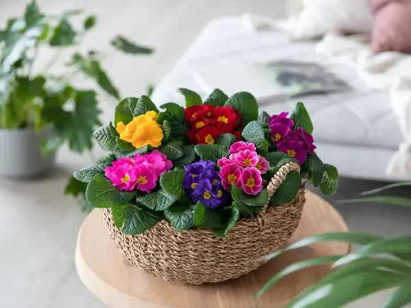 Kurv med Primula på et lite bord