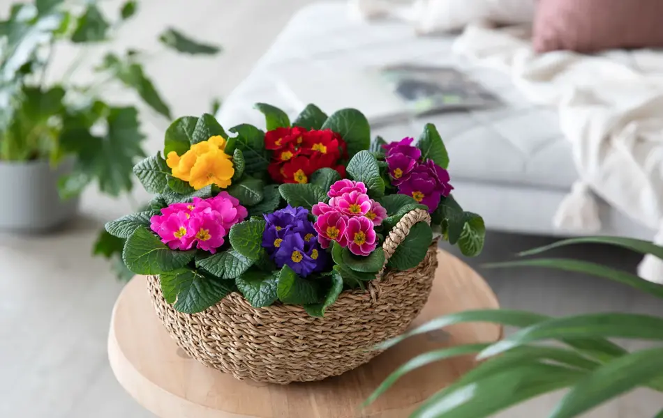Kurv med Primula på et lite bord