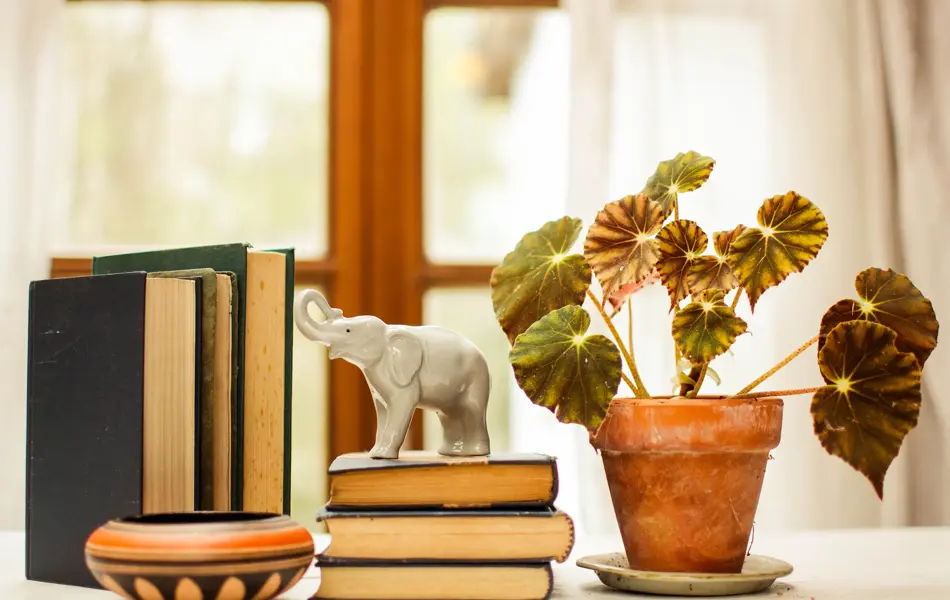 Nærbilde av potteplante, bøker og elefantporselensfigur stående i vinduskarm 