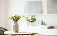 En lite bord med en plante på, med en hylle med planter og et par bilder i bakgrunnen