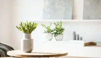 En lite bord med en plante på, med en hylle med planter og et par bilder i bakgrunnen
