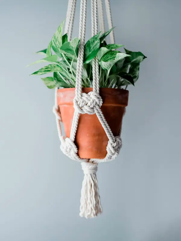 Hengende planter