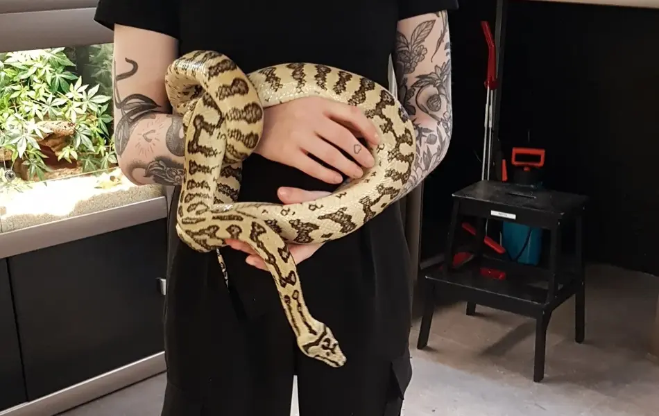 Hender holder en slange