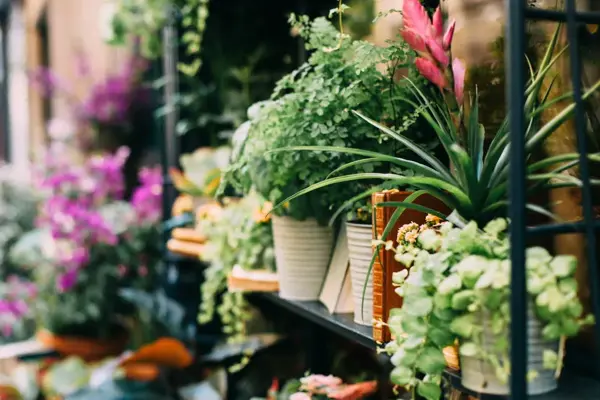 Hyller med blomsterpotter med ulike planter