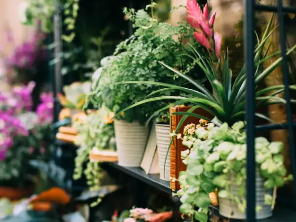 Hyller med blomsterpotter med ulike planter