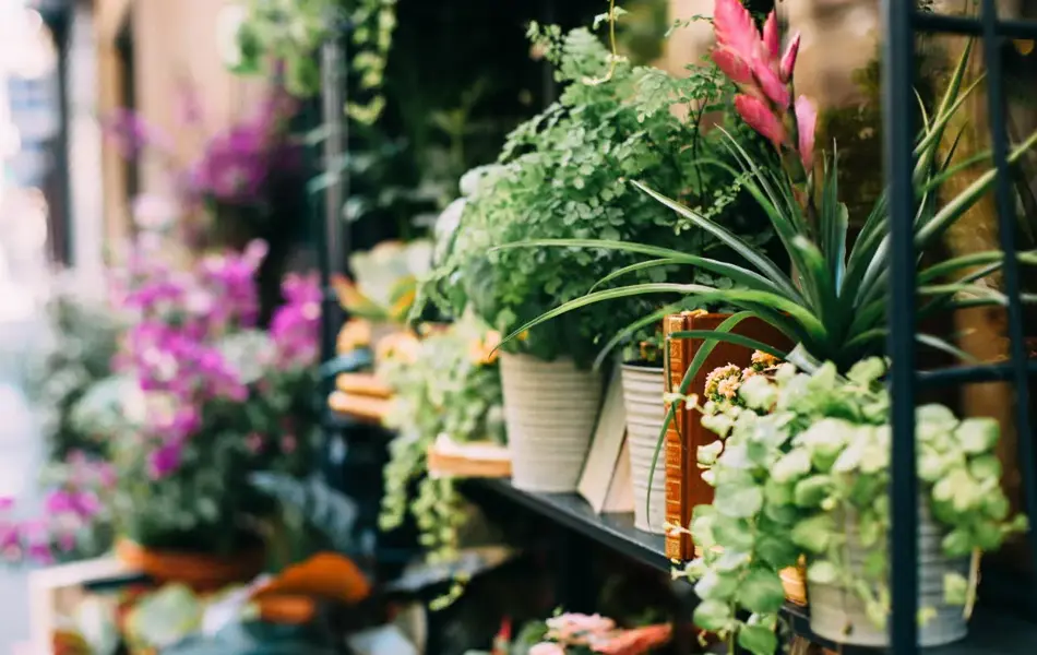Hyller med blomsterpotter med ulike planter