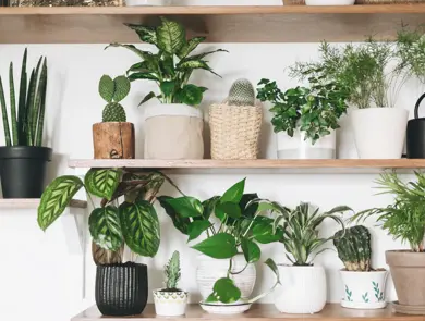 Stylish wooden shelves with green plants and black watering can. Modern room decor. Cactus, dieffenbachia, asparagus, epipremnum, calathea,dracaena,ivy, palm,sansevieria in pots on shelf