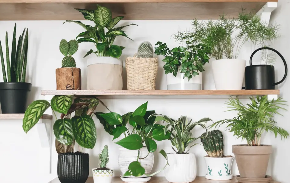 Stylish wooden shelves with green plants and black watering can. Modern room decor. Cactus, dieffenbachia, asparagus, epipremnum, calathea,dracaena,ivy, palm,sansevieria in pots on shelf
