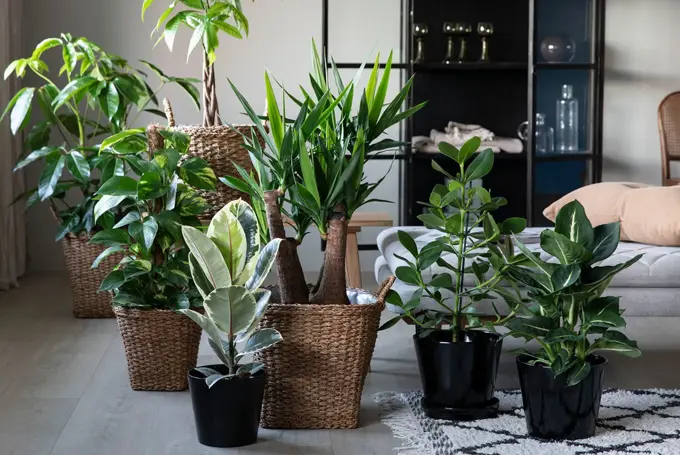 grønnplanter i fine potter i stue