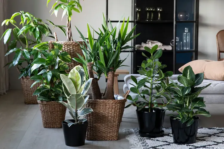 Pynt opp huset med grønne planter!