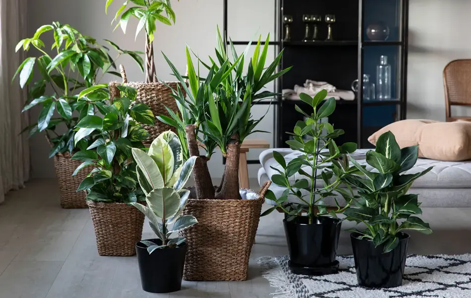 grønnplanter i fine potter i stue