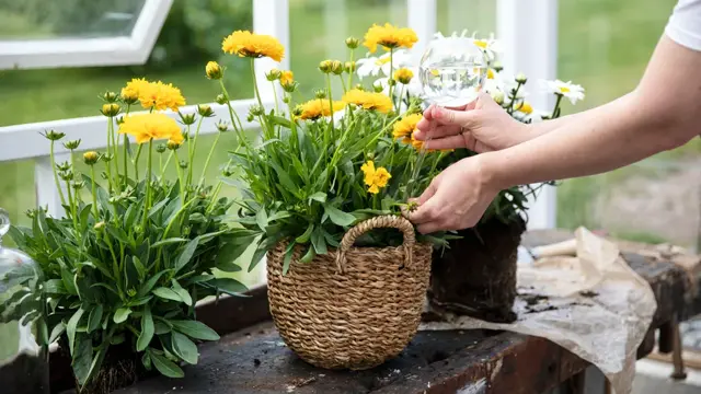 Mester Grønn Ferievanner i glass.jpg