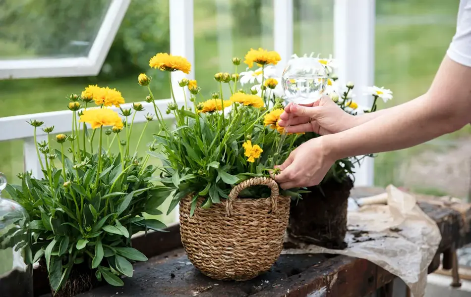 Mester Grønn Ferievanner i glass.jpg