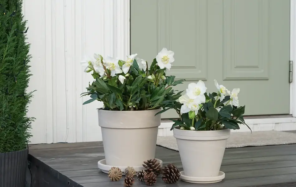 11_Novent Helleborus